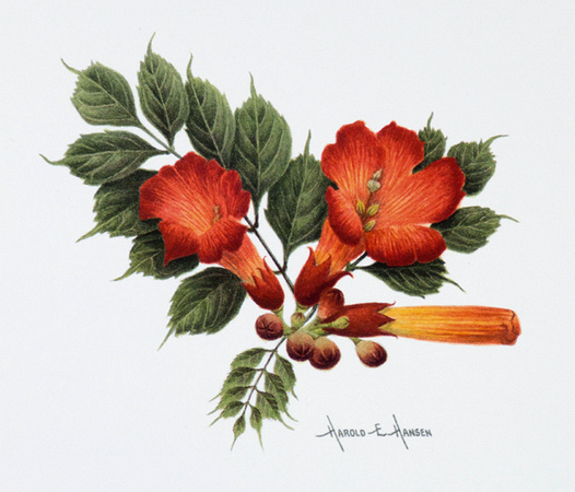 Trumpet Vine
