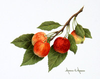 Crabapples